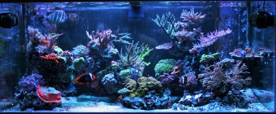 Keeping Your Marine Fish Healthy Part 2: The Reef Aquarium Medicine Cabinet