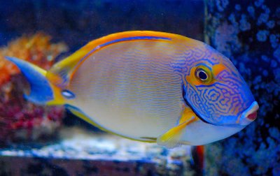 10 Do's and Don'ts for the Beginner Reef Aquarist