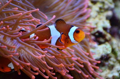 anemone-fish-1496866_1920.jpg