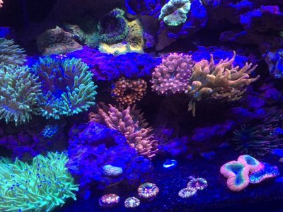 Reef2Reef FAQ #1: Substrates
