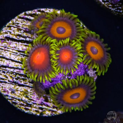 Sponsor Profile: World Wide Corals or 40,000 Frags Under the Sea
