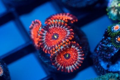 Zoas (6 of 58).JPG