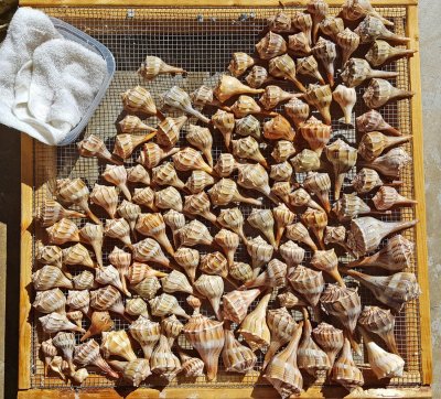 lightning whelks R1.jpg