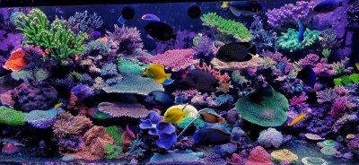 Reef2Reef FAQ #2 Freshwater Versus Saltwater