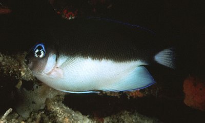 3-4-CC-Randall- Genicanthus semicinctus female.jpg