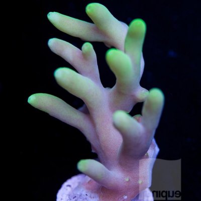 Going deeper- some observations about "deepwater" Acropora
