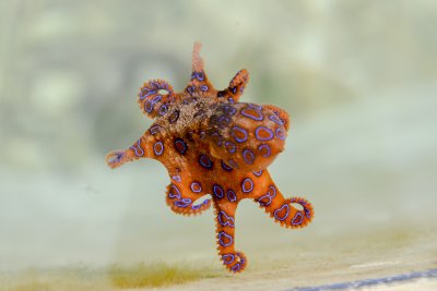 blue-ringed-octopus-2414408_1920.jpg