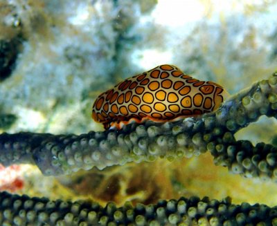 Flamingo Tongue R1.jpg