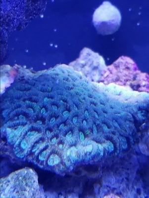 Acan Before.jpg