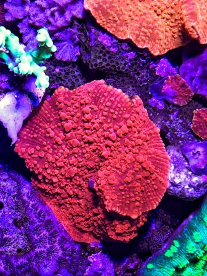 A Soft Start to Corals