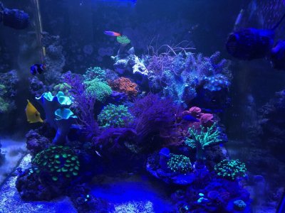 Introduction to Flow, Tank Turnover, and Powerheads for the Reef Tank, Part 3
