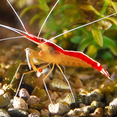 Cleaner Shrimp 11.jpg