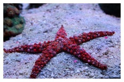 Why Starfish or Sea Stars Are Cool