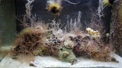 5 Ridiculously Easy Ways to Clean a Marine Aquarium