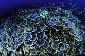 SPS and LPS Coral: Your Guide to Care and Feeding