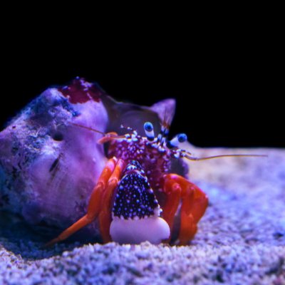 Captivating Crustaceans: Crabs for the Reef Tank