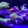 Reef-Tank