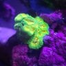 Jared's Little Reef