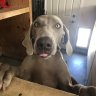 Wokiweim