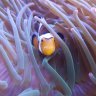 Clown Fish Harem Tank