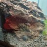 Twistytheclownpleco