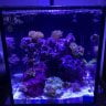 Vegasreef702