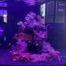 nano_reef_19