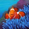 Clownfish_Boy