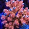 KCProCorals