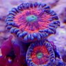 CornishCrustyCorals