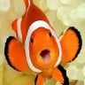 clownfish14