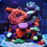 My_Reef_Tank