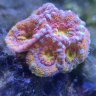 ReefManLLC