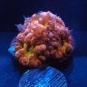 HeartlandCorals