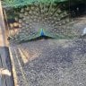 Peahen