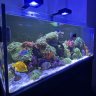 Reeflife_Aquatics