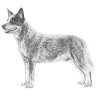 cattledog