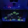 Alex’s_Mini_Reef