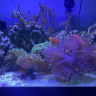 Grady’s_Reef