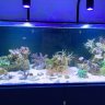 Nicks Reef 535