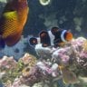 clownfish_reefer