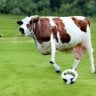 cowfootball