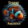 DragonAquatics2024