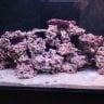 jamesRedsea65G (newbe)