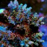 UltraRainbowCorals.com