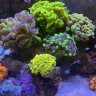 Mann_Cave_Corals