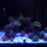 reefhobby