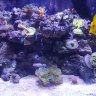 RCs reef