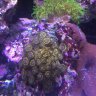 Addicted2Zoas