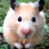 hamsterown